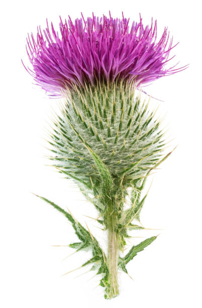 istock Milk thistle or St. Mary's thistle flower isolated on white background. 2181503482