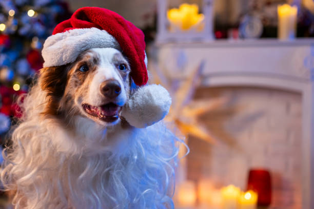 A miniature long-hair dachshund puppy (wiener dog) wearing a Santa hat a looking at up at the camera. Shot on white for isolation purposes. Lots of  copy space available (half the frame).