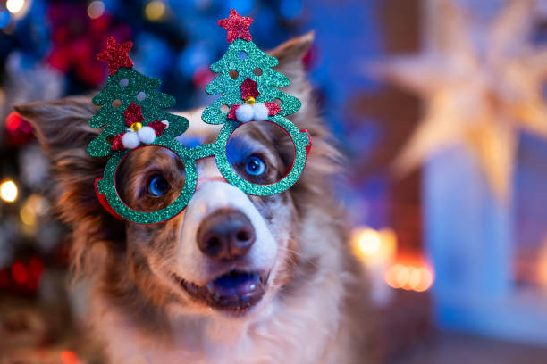 istock Dog Wearing Christmas Tree Glasses in Festive Scene 2181503642