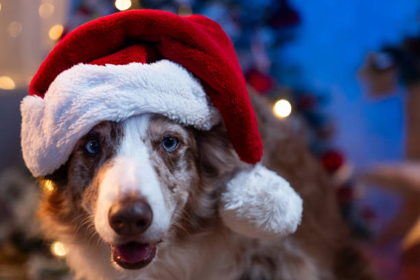 istock Cute Dog in Santa Hat with Festive Lights 2181503659