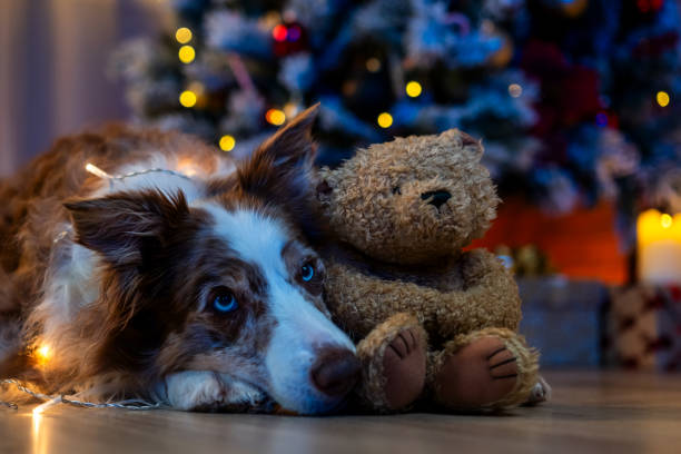 istock Dog Relaxing with Christmas Lights in Background 2181503716