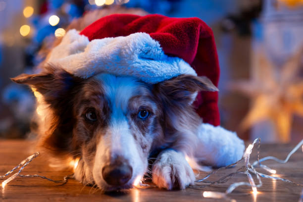 istock Cute Dog in Santa Hat with Festive Lights 2181503763