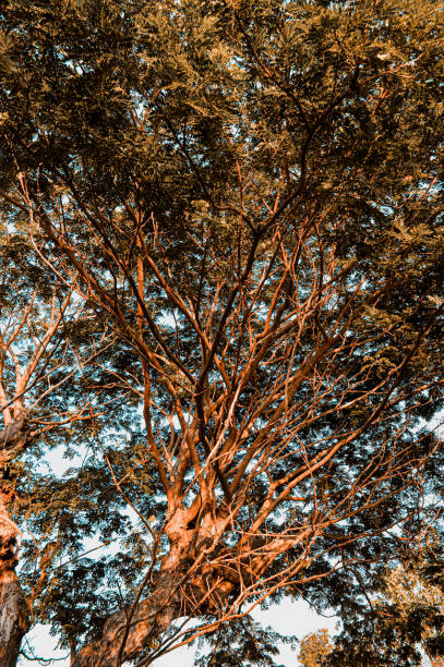 intertwined tree branches