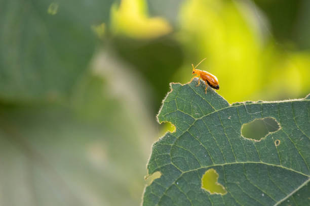 A small pumpkin beetle on green leaf against beautiful blurred background.