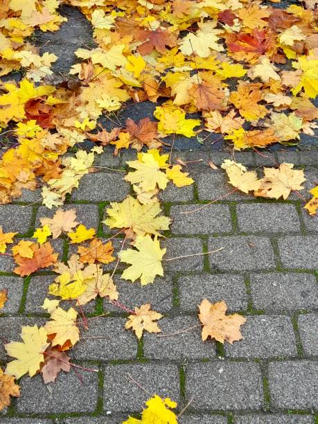 istock Autumn leaves on the floor for background 2181508944