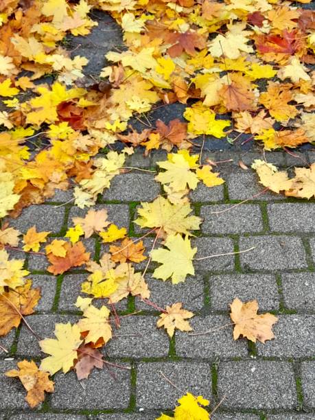 istock Autumn leaves on the floor for background 2181508952