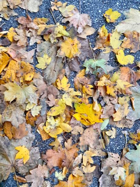istock Autumn leaves on the floor for background 2181509130