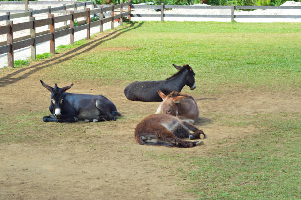 Four donkeys are lying on the ground in a zoo enclosure, surrounded by a wooden fence and patches of grass.