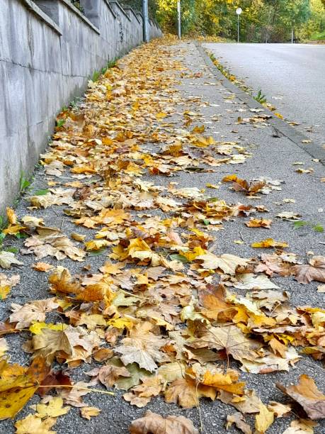 Autumn leaves on the floor for background