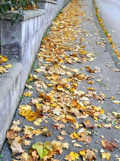 istock Autumn leaves on the floor for background 2181509143