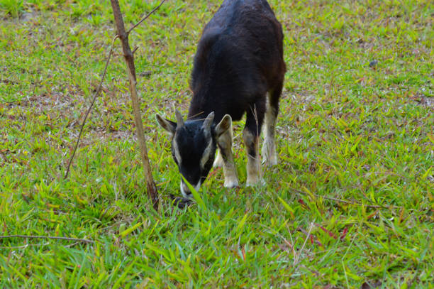 A domestic goat, also known as Capra hircus, is grazing on a lush green meadow, displaying its natural behavior in a serene and rural environment.