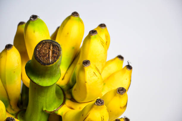 High-quality stock image of freshly harvested green bananas stacked together, waiting to ripen. Captured in a tropical setting, this image highlights the natural freshness and texture of unripe bananas, commonly used for cooking or left to mature into sweet yellow bananas. Perfect for agriculture, farming, fruit markets, and tropical food-related themes.