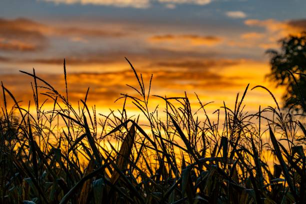 istock Scenic view of corn stalks against a vibrant orange sunset sky 2181510954