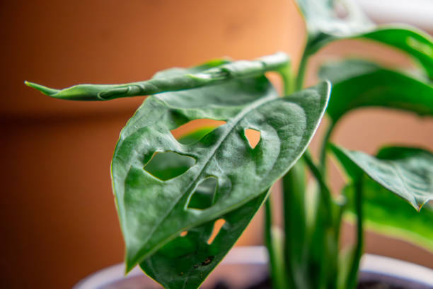 istock holey green leaf of a young plant monstera monkey mask. house plant developing a leaf 2181511221
