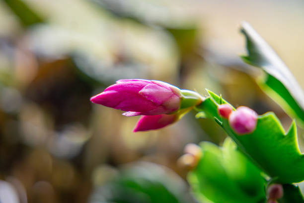 Selective focus on the beauty of Christmas cactus: A Red Schlumbergera Christmas Cactus in full bloom on windowsill.