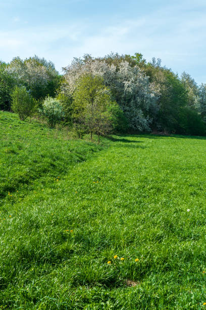 Springtime scenery of meadow with forest with blossoming trees and blue sky near Jindrichov village in Czech republic