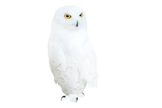 istock white owl stands with neck stretched out isolated on white background 2181511683