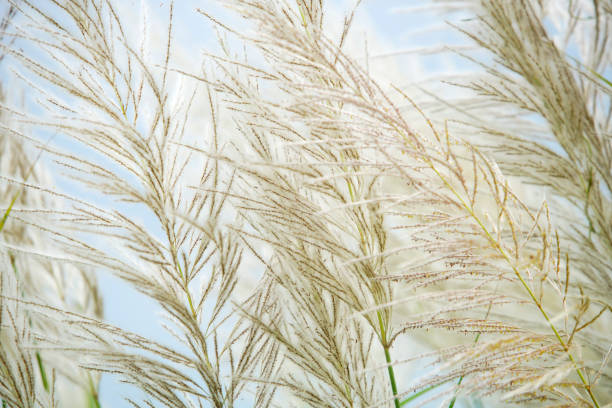 istock Soft Blades of Grass Against a Pale Background 2181512921