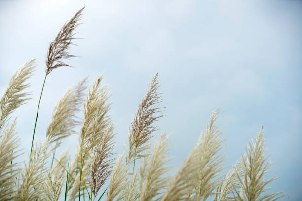 istock Elegant Pampas Grass Against Soft Blue Sky 2181512924