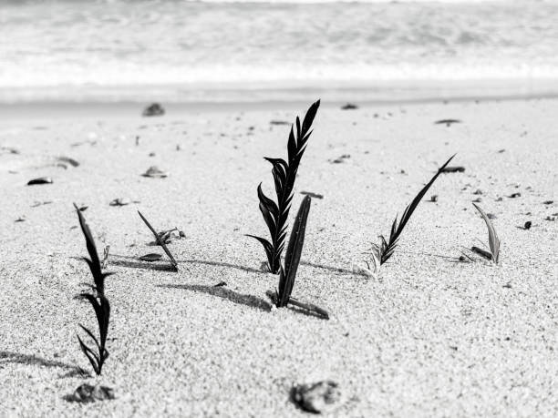 istock On a windy day even not the birds can hide from it. 2181513166