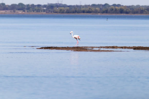 Photo of a flamingo in the Sado River in the Setúbal district, South of Portugal.