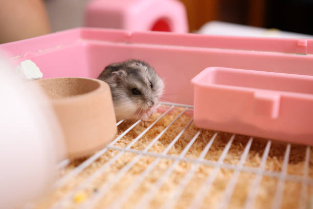 istock People look after and play with the hamster. 2181514737