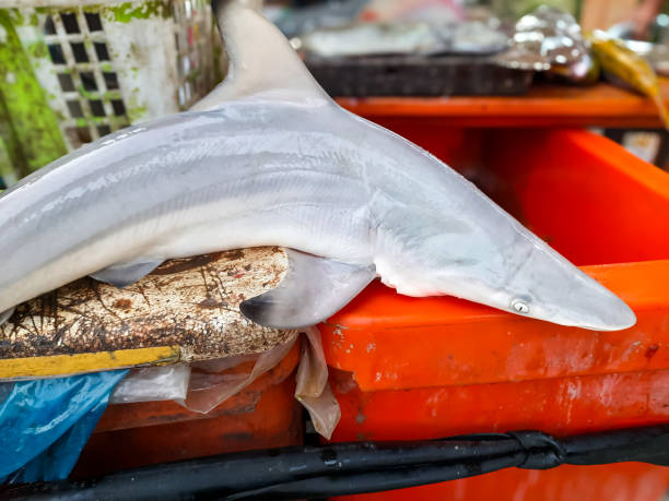 Freshly Caught Shark Displayed on Market Table