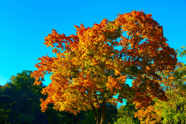 Vibrant tree displaying bright orange leaves against a clear sky. Autumn nature in November. Fall in a picturesque landscape