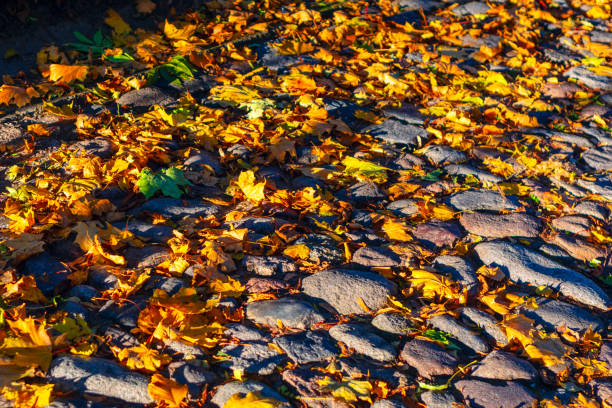 Cobblestone street with fallen autumn leaves. Colorful autumn leaves scattered across pathway