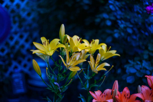 a yellow narcissus in the evening.