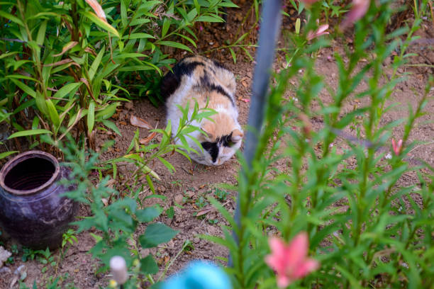 A spotted cat huddled in a flowerbed path.