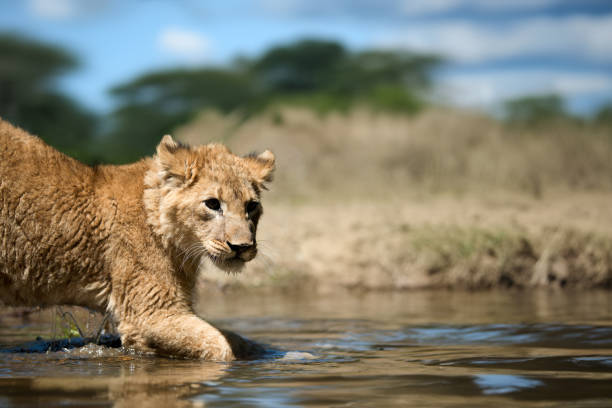 istock Young lion cub drink water 2181522968