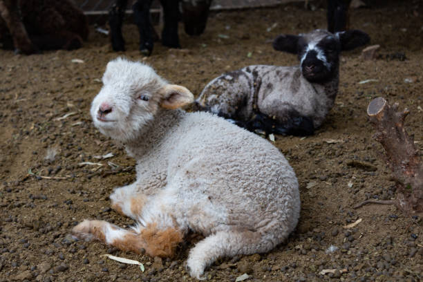istock Sheep with their babies on the farm 2181523330