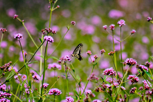 flowering Verbena bonariensis (Purpletop Vervain, Tall Verbena, Clustertop Vervain)