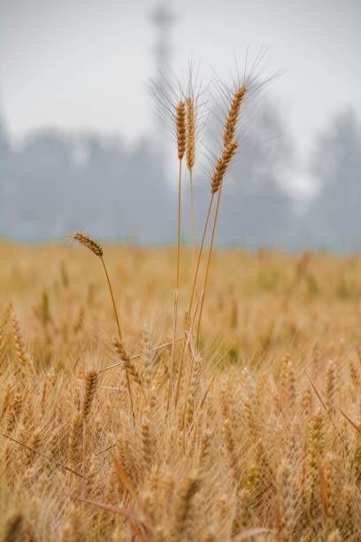 istock Close-up of wheat field 2181525715