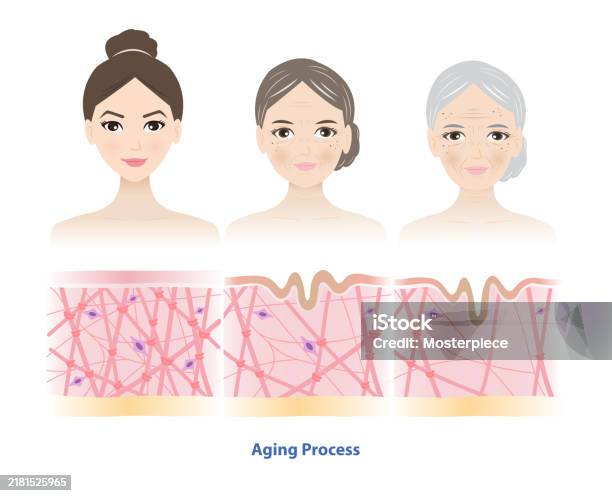 Aging Pattern. Model Aging Process Comparison With 3 Generation Women Face Vector ...