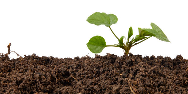 istock young seedling plant growing from soil isolated on white 2181526126