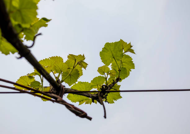 vine / vine / grapes / vine stems / grape stem shoots /Vitis vinifera L. / Vitis labrusca