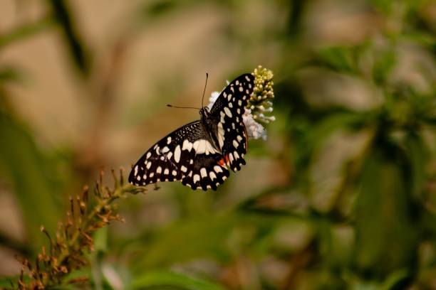 istock Close-up of a lime butterfly on a flower 2181526388