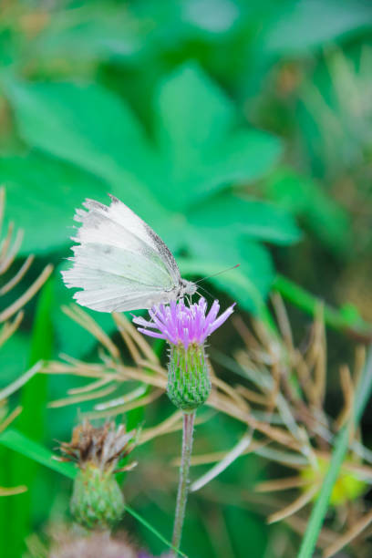 istock pink milk thistle flower in bloom spring 2181527509