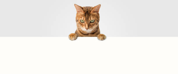 istock Funny ginger cat peeks out from behind the background. 2181527697