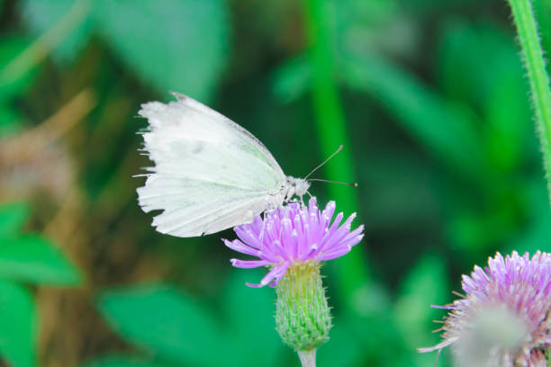 Black-veined white Butterfly (Aporia crataegi) on the flower head of a pink Centaurea ammocyanus. Close-up