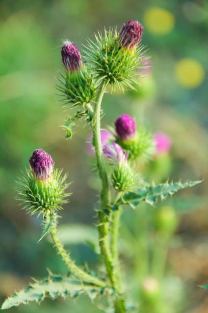Close-up of a blooming thistle flower