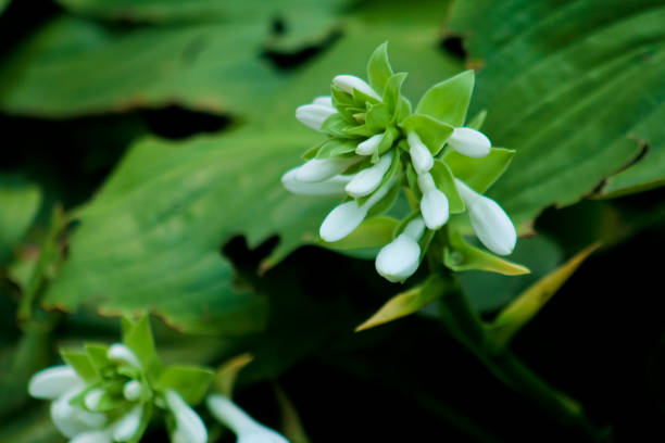 Hosta blooms in the garden