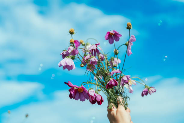 Hand touching white flowers,low angle view