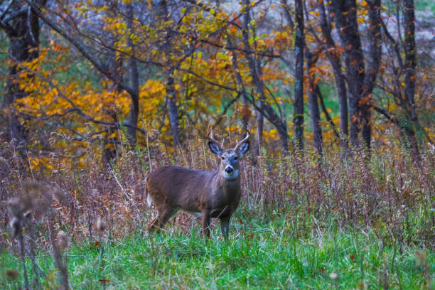 istock Buck deer in the woods in autumn 2181532947