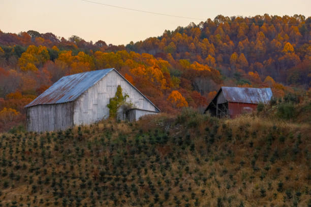 istock Autumn views on the Christmas tree farm 2181532954