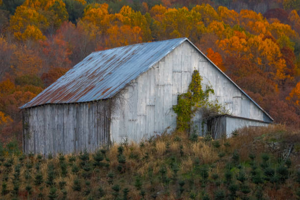 istock Autumn views on the Christmas tree farm 2181532966