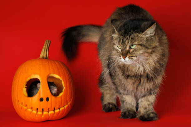 Fluffy Cat and pumpkin. Mouse sits inside head. Isolated on red background. Halloween Holiday Concept.