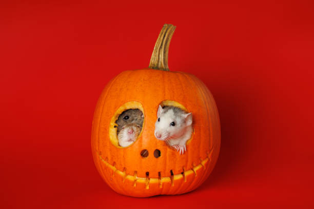 Rats sitting in an empty pumpkin. Head on a red background. Halloween holiday concept.